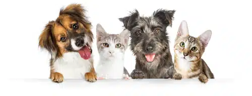This cute group of four multi-coloured dogs and cats need careful monitoring for pet diabetes.