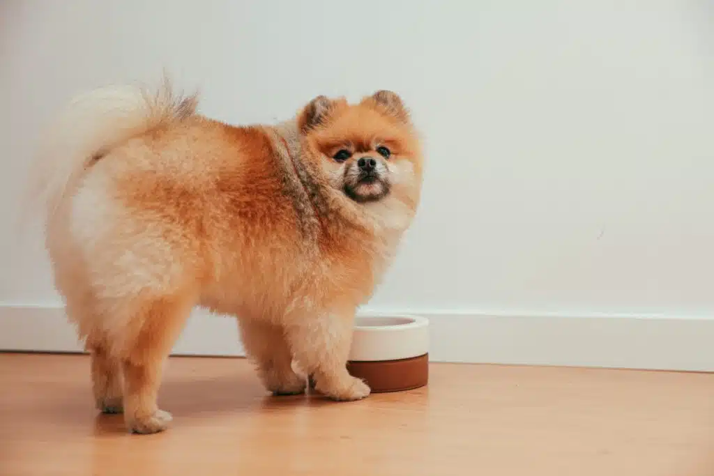 Monitor what your dog eats like this brown Pomeranian standing in front of their brown and white food bowl, looking back at the camera.