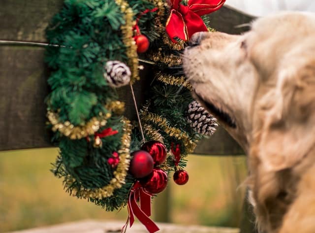 mistletoe, pine needles and holly are poisonous to pets