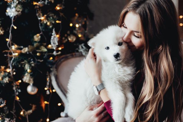 pet health insurance is a great gift for pets over Christmas