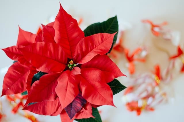 Poinsettia can cause stomach upsets in pets