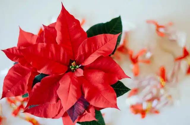Poinsettia can cause stomach upsets in pets