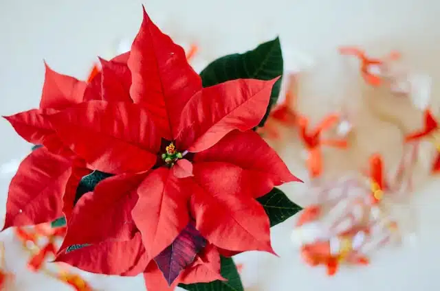 Poinsettia can cause stomach upsets in pets.