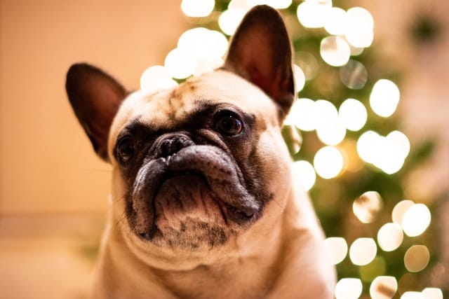 Get your furkid pet health insurance before the festive season dangers arrive