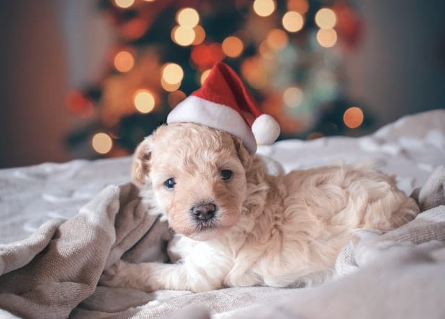 Get your new puppy pet health insurance to safeguard them from festive season dangers