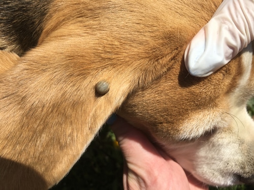 Prevent tick paralysis which is caused by toxins released from a tick like the one that's being examined on this brown dog.
