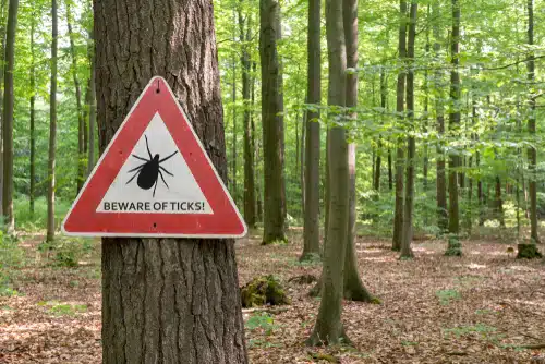 Keep your pets away from high-risk areas like this forest with tall trees and a sign about ticks fixed to a tree.