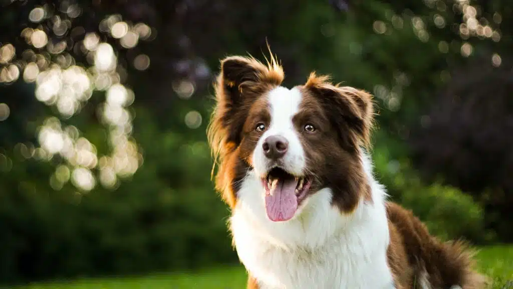 Do you need a pet sitter for your pet, like this happy border collie standing outdoors, during the holidays but aren't sure who to trust? 