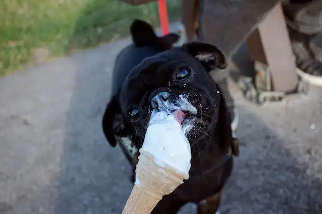 A pup enjoys some dog ice cream. When it comes to how to keep your dog cool in the summer, this is a great way to cool your dog down