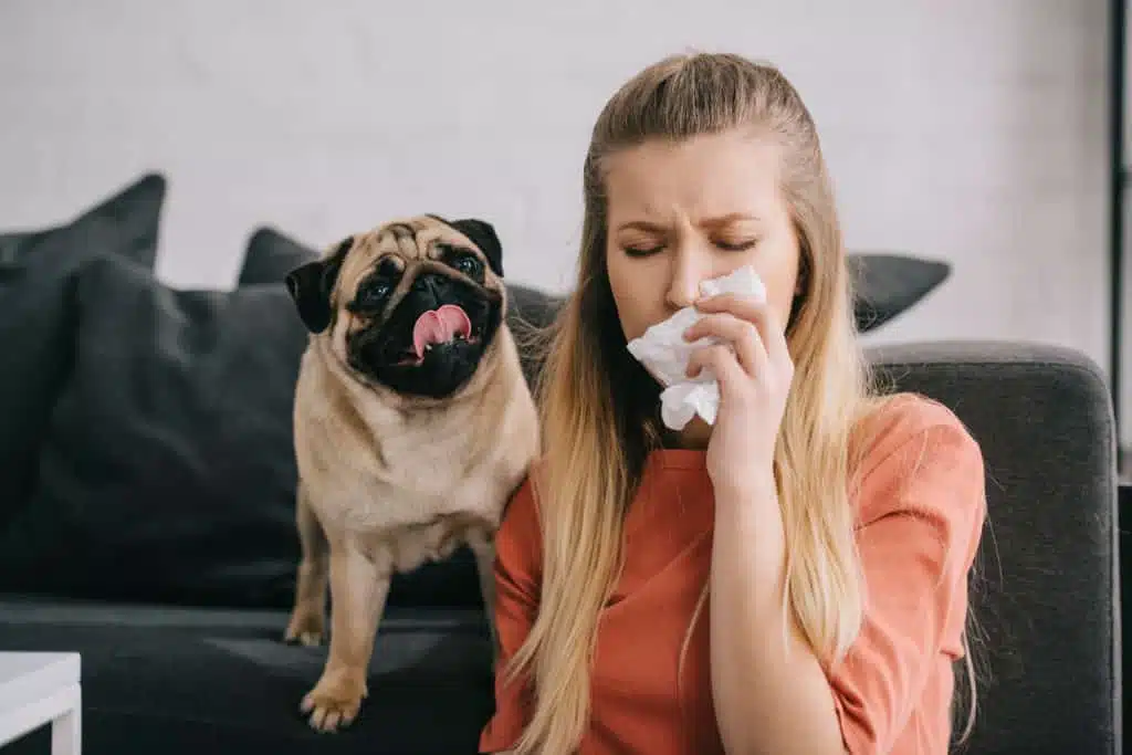 person with dog allergies may seek dog breeds that don't shed