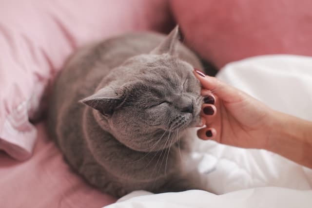 If you're interested in hypoallergenic dogs read about low allergy cats too
