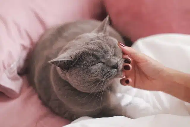 If you're interested in hypoallergenic dogs read about low allergy cats too