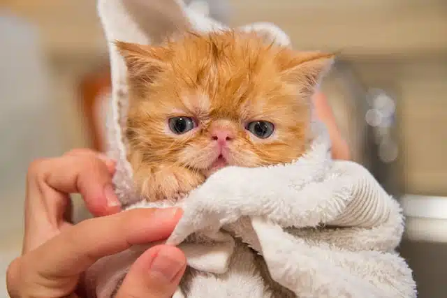 after enjoying a pet care products pamper, this ginger flat faced kitten is wrapped in a white bathrobe