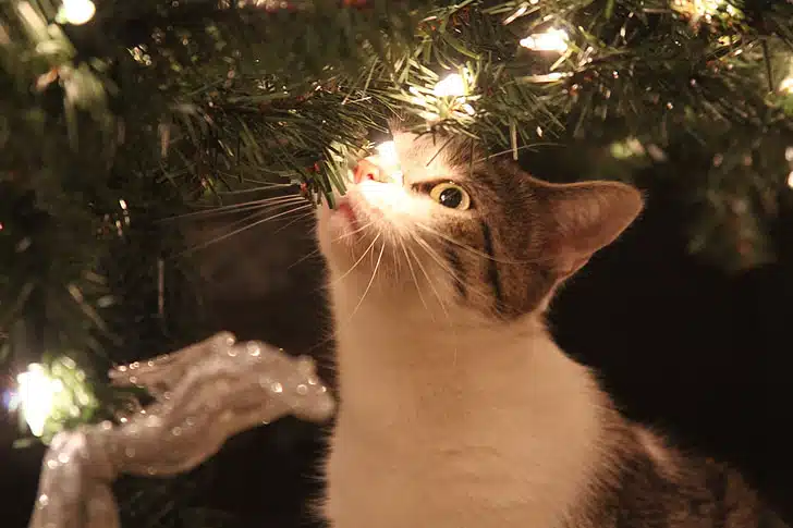 Pet insurance is a must for potential pet Christmas mishaps.