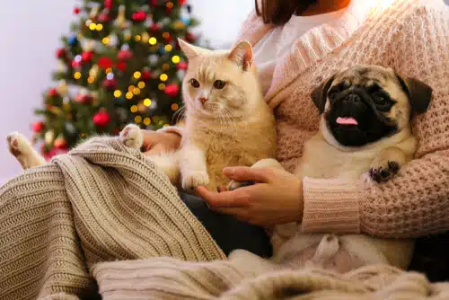 a pet sitter in a woolen cardigan sits next to a Christmas tree with a ginger cat, tan Pug and blanket on her lap