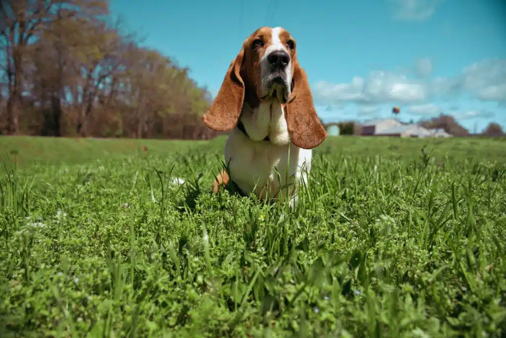 A brown and white Basset Hound waits in the middle of a field for his pet sitter. 