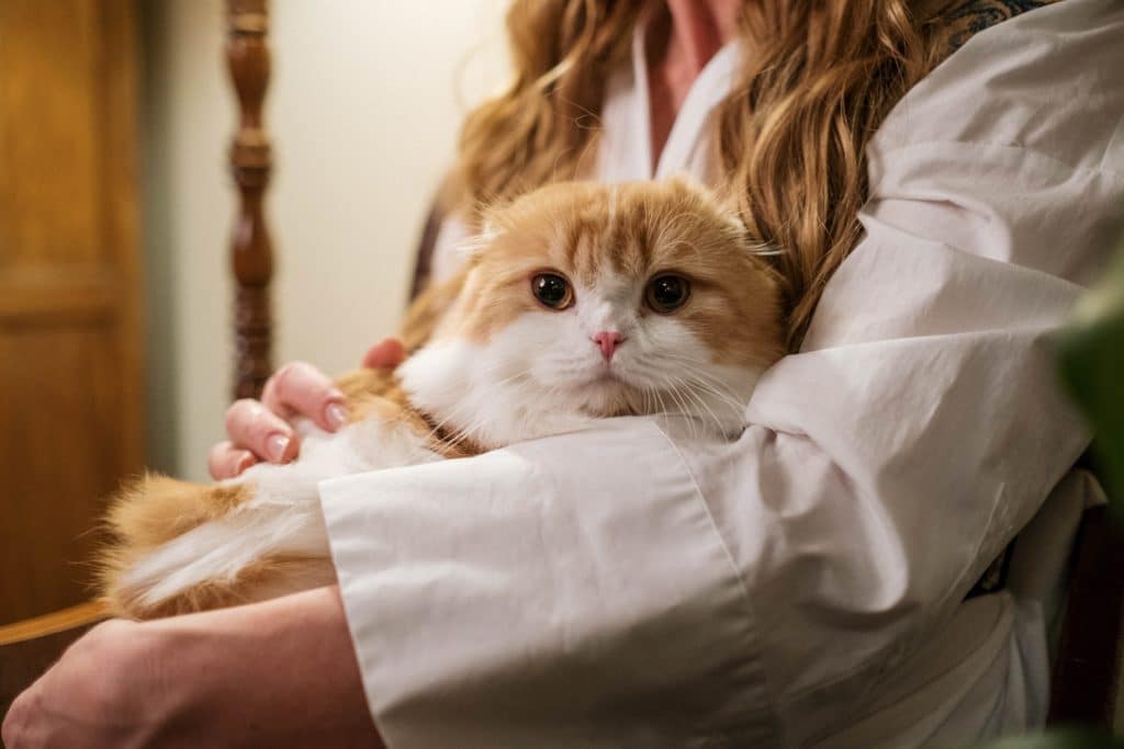 Cute ginger cat snuggling on the lap of its pet sitter. 