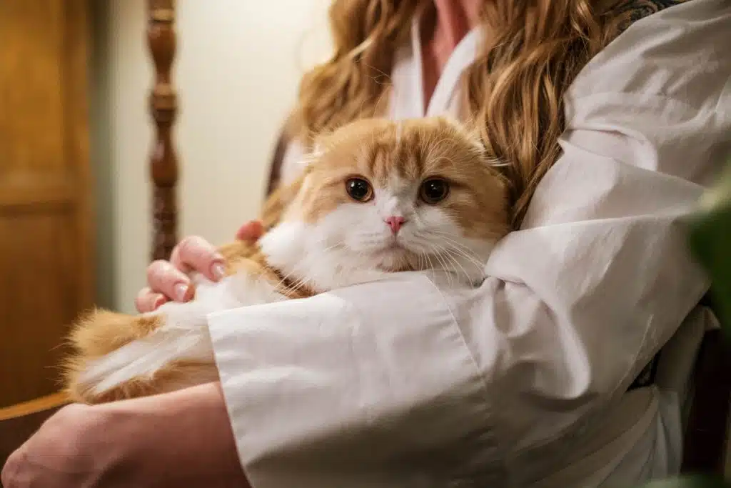 this ginger cat in a woman's arms has been found with paralysis ticks