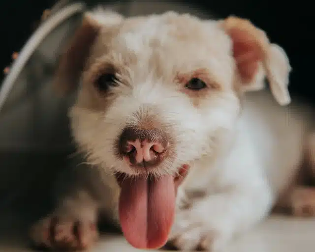 A pup panting in the heat. When it comes to how to keep your dog cool in the summer, you may want to cool your dog down with a cooling mat or dog ice cream