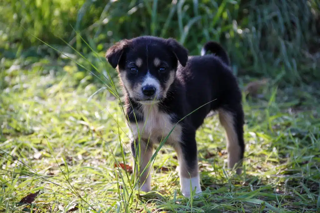 Once you’ve done background research on puppy scams, you can confidently buy a puppy like this cute black and white furball playing outside.