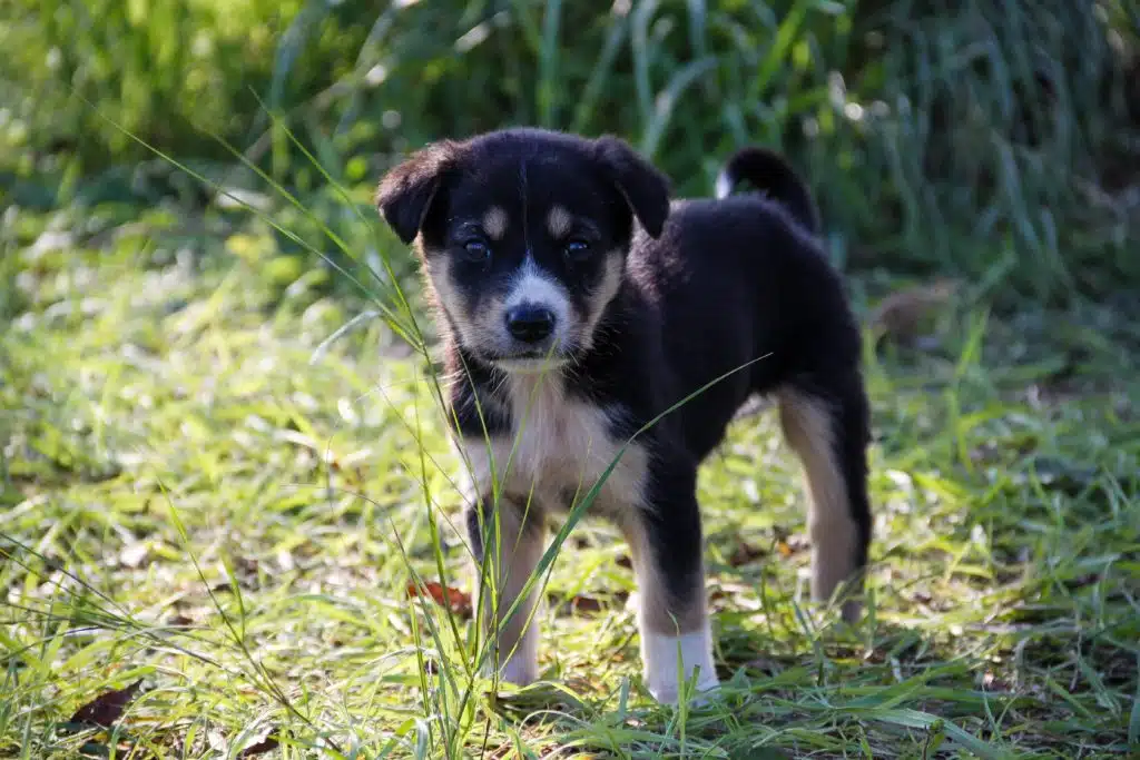 Once you’ve done background research on puppy scams, you can confidently buy a puppy like this cute black and white furball playing outside.