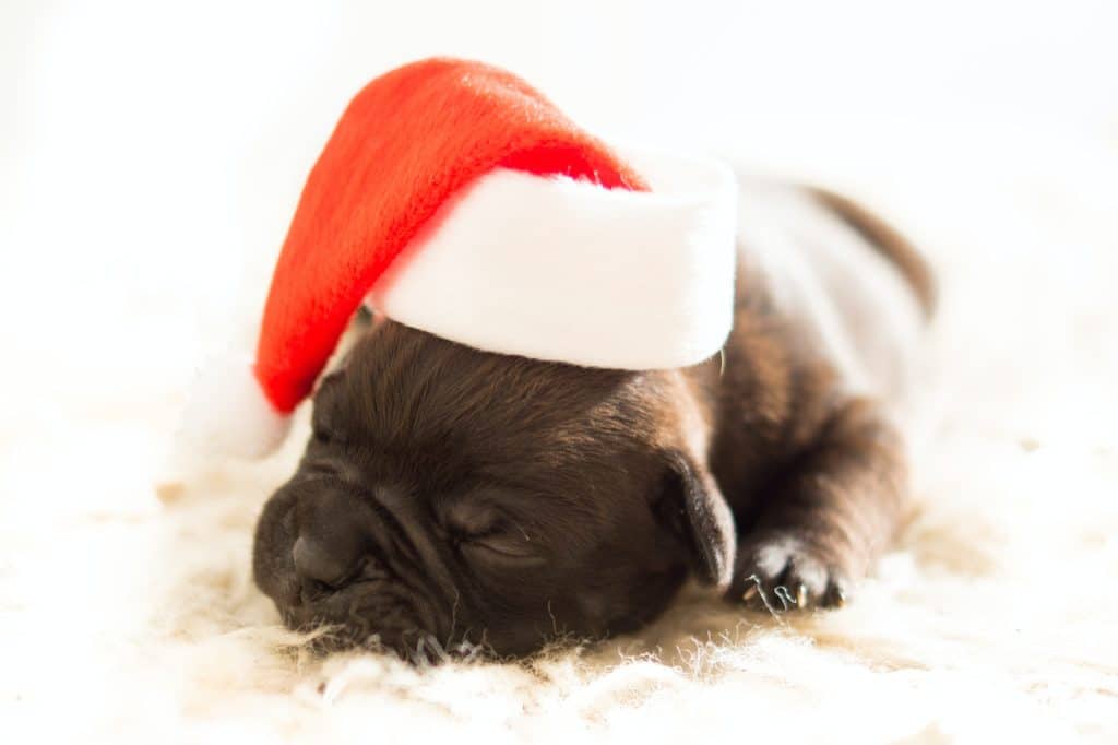 A pet, like this sleeping puppy with a red Christmas hat on, is not just for Christmas, it's for life. 