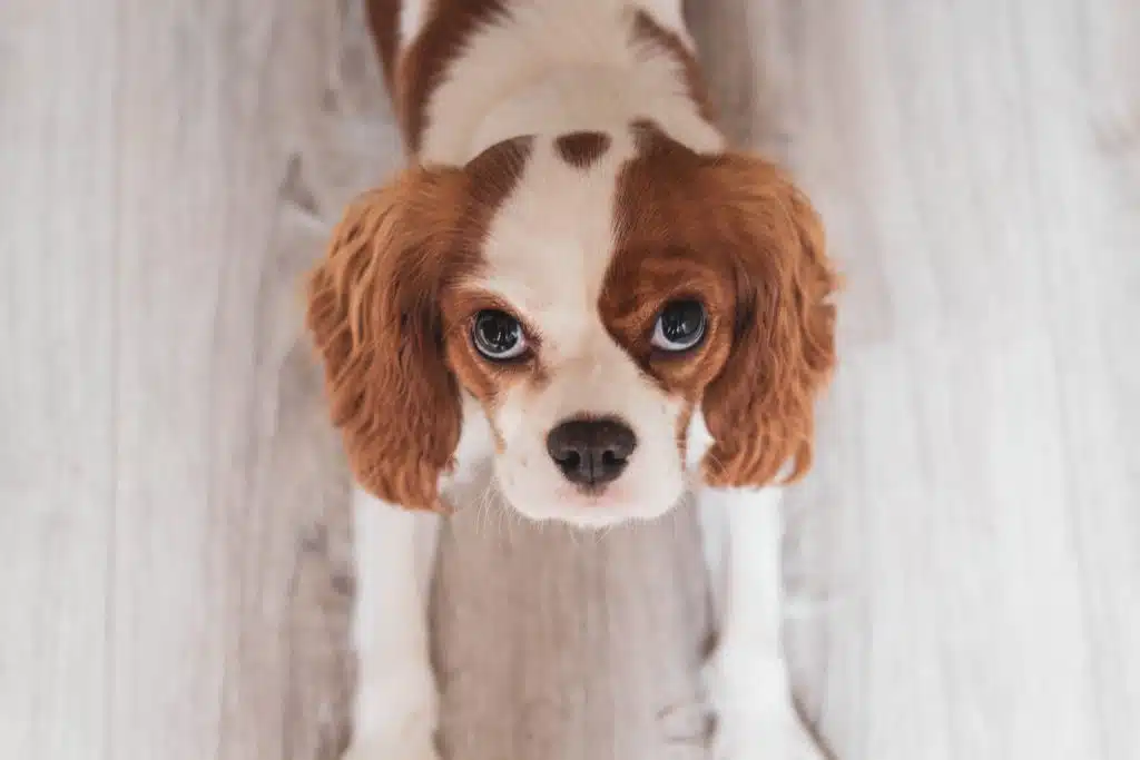 After avoiding puppy scams, make sure your dog, like this adorable furball with big puppy dog eyes, is protected with quality pet insurance.
