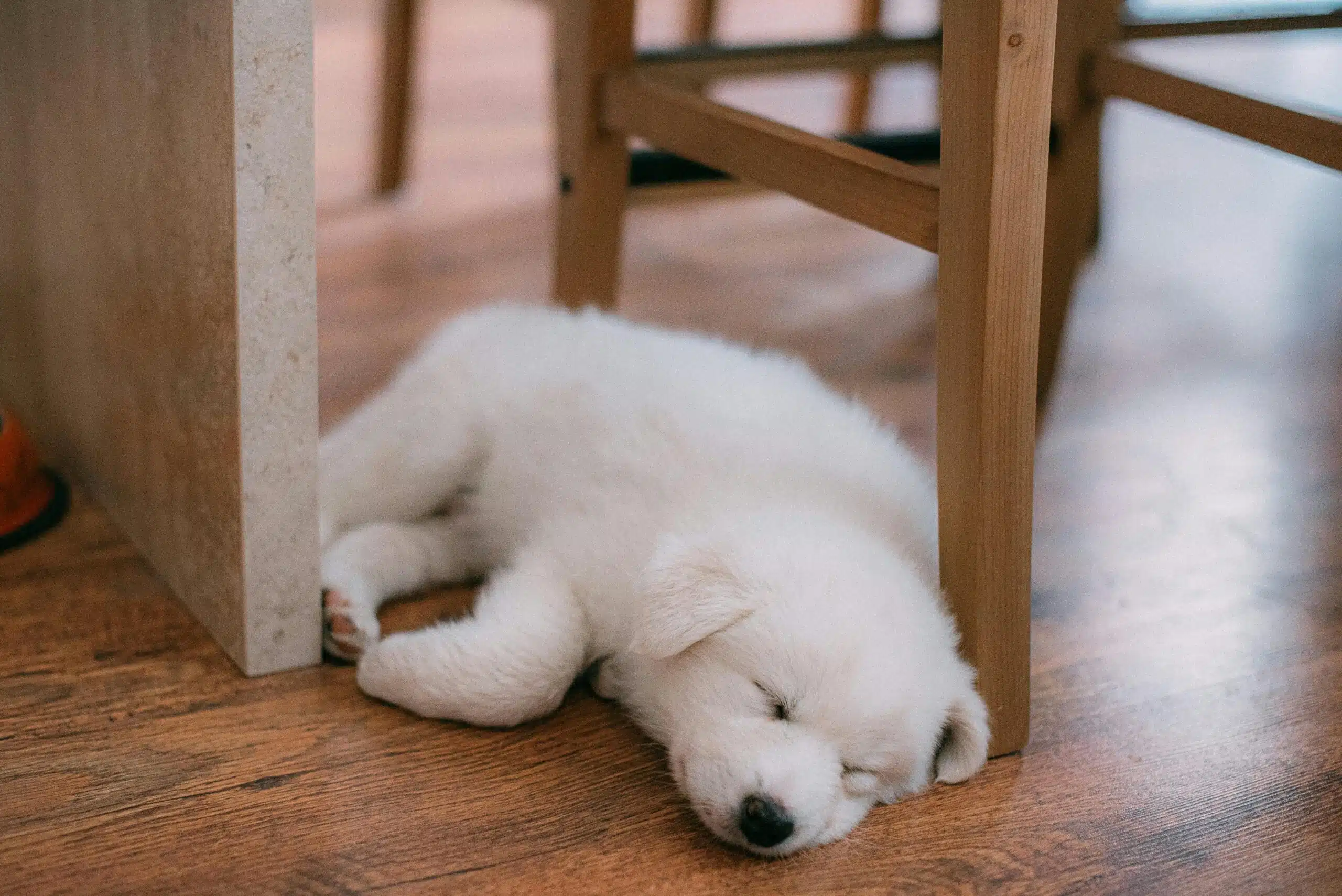 A fluffy pup sleeps on a wooden floor next to a chair.