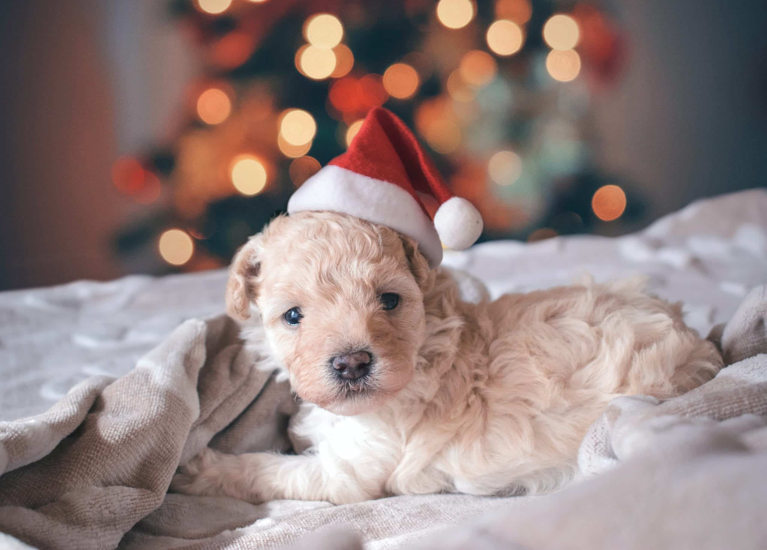 With a tiny red Christmas hat on, this adorable puppy is lying on a bed and looking directly at the camera.
