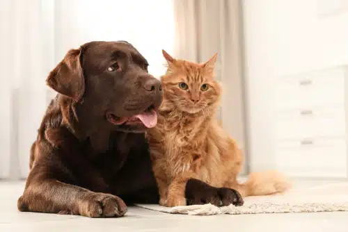 This brown dog and ginger cat's diets have to be monitored carefully as they have pet diabetes.