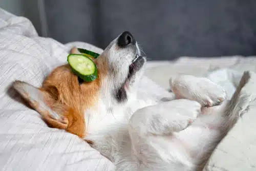 a happy jack russell with cucumbers on his eyes. his parent bought him pet care products and dog care products