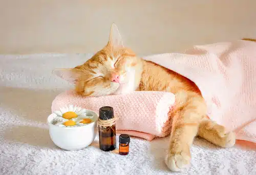 A pampered cat enjoying some pet care products 