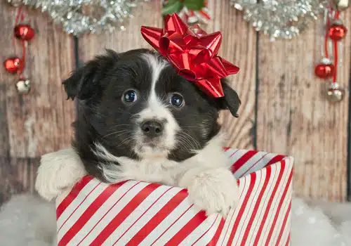 A small black and white puppy with a red bow on its head sits inside a red and white striped gift box, embodying the essence of a cute Christmas puppy. Festive decorations hang in the background, adding to the holiday charm.
