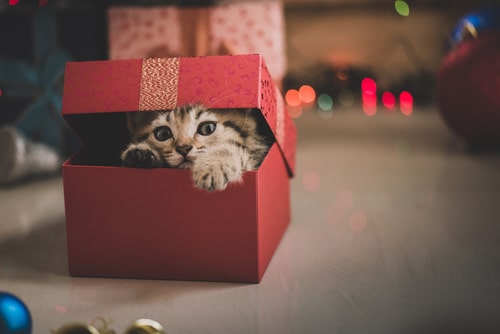 Giving a kitten for Christmas could land up as an unwanted abandoned cat