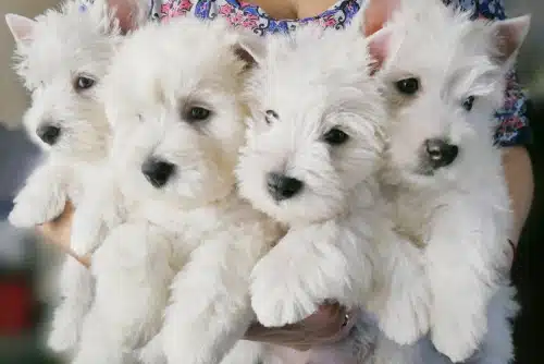 A puppy scam tried to sell these four West Highland Terriers being held to the chest of a woman