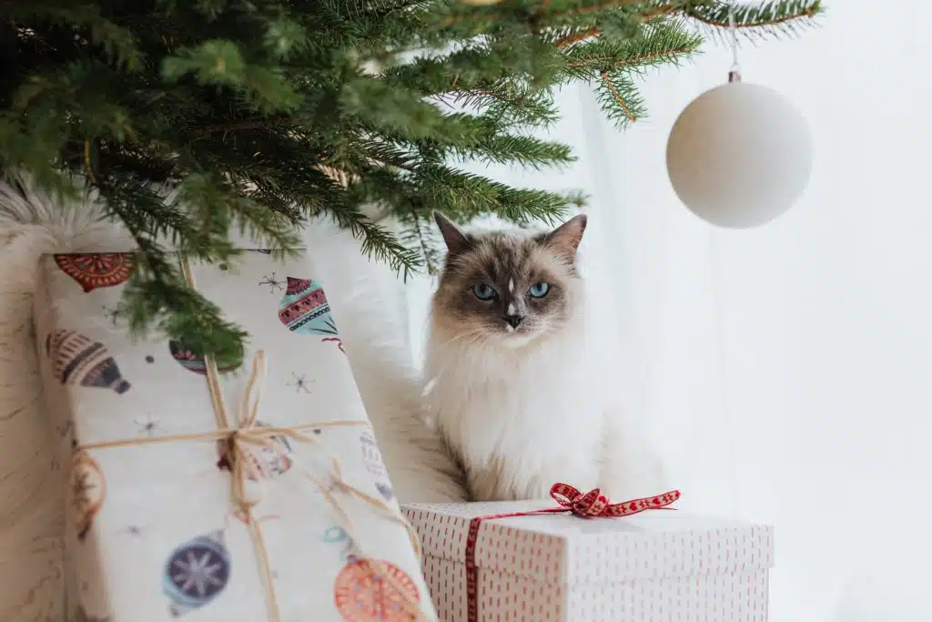 Under a green Christmas tree, a white cat with blue eyes waits for its Christmas dinner.
