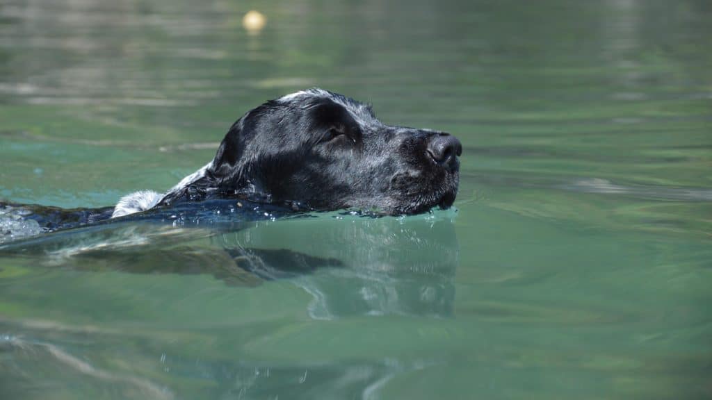 Black dog enjoys a refreshing swim in a pool.