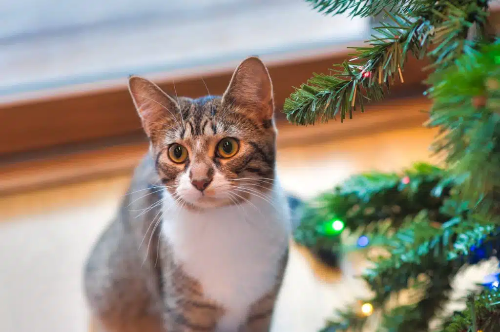 Brown tabby cat beside a green Christmas tree.
