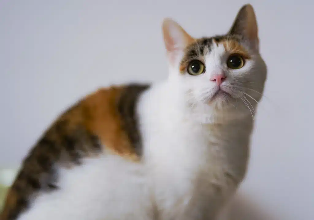 Calico Cat stares ahead. This cat may be able give a cat blood donation