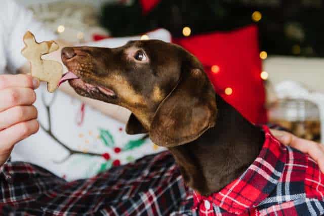 A brown dog in a plaid shirt eagerly licks a squirrel-shaped cookie held by a person against a festive background, dreaming of trying Christmas dog food recipes.