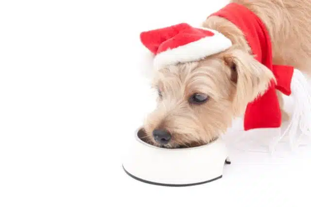 A small dog in a Santa hat and red scarf enjoys a delightful meal from a white bowl on a white background, savoring one of the many Christmas dog food recipes crafted specially for festive celebrations.