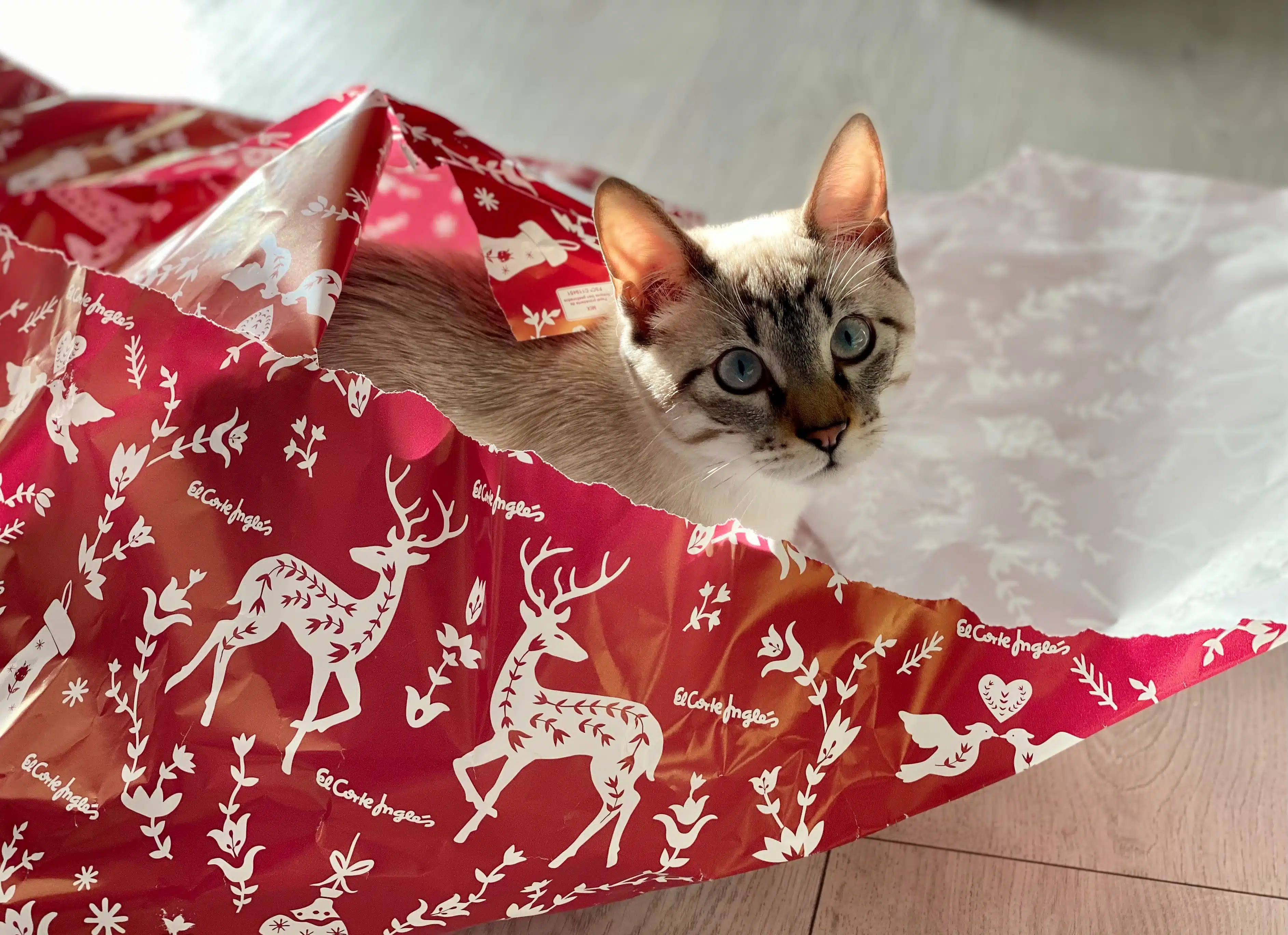 This Siamese with blue eyes looks up from within Christmas wrapping, wondering what other Christmas gifts ideas for pets its owner has