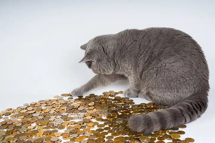 pet insurance annual defined limit should be fair for what you pay per month or year