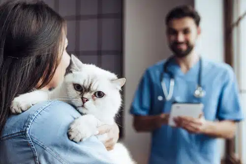 a women chooses a comprehensive plan for her cat after comparing pet insurance in Australia
