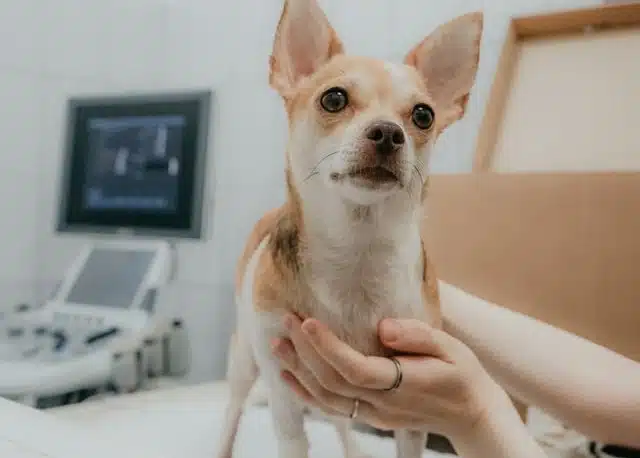 PD pup member needs X-rays to diagnose a chronic hereditary illness