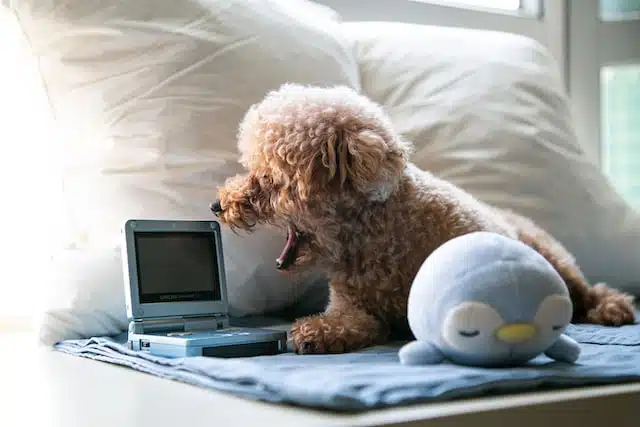Compare the pet insurance market in Australia before buying a dog or cat plan