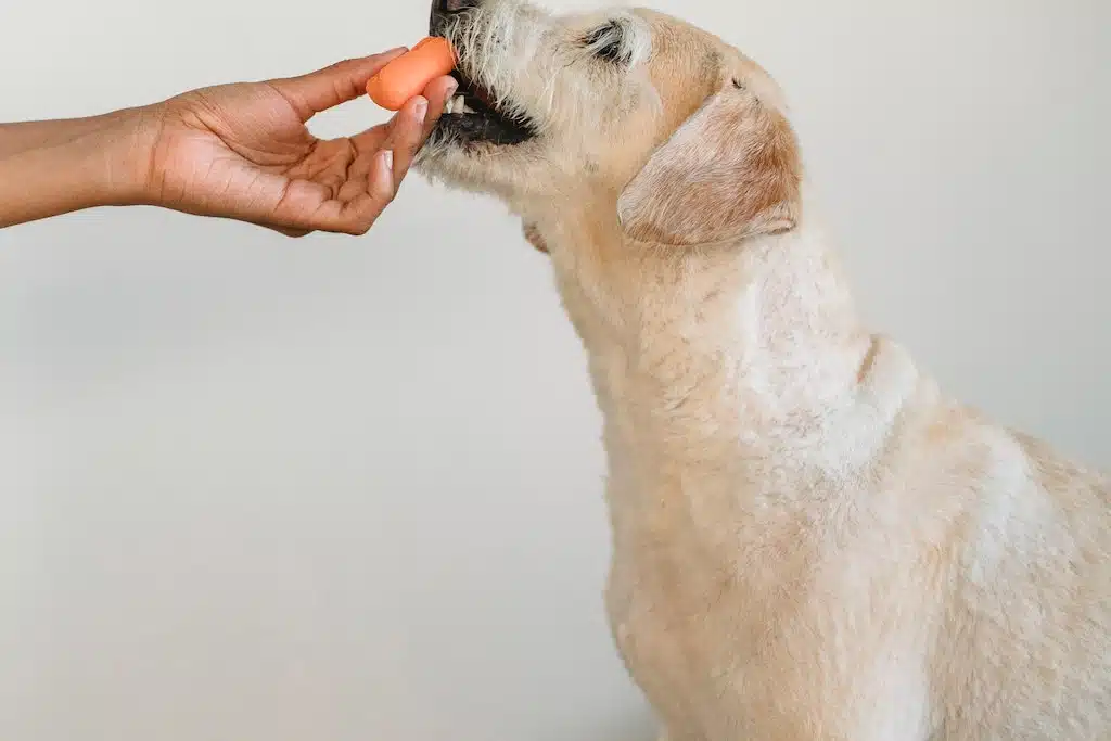 Dog enjoys eating a carrot.
