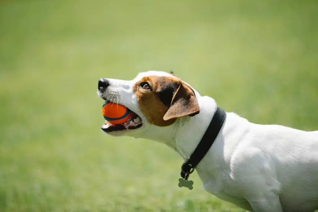 Happy dog with an orange ball in its mouth is being trained by its owner as a new year's resolution.