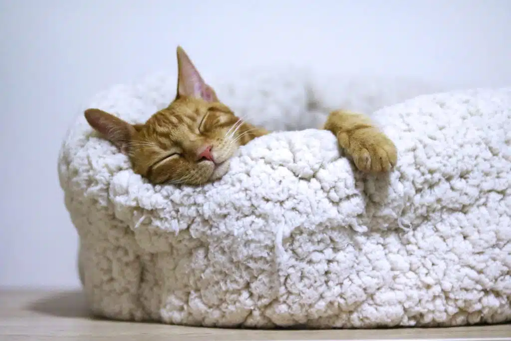 Content ginger cat sleeping on a white bed.