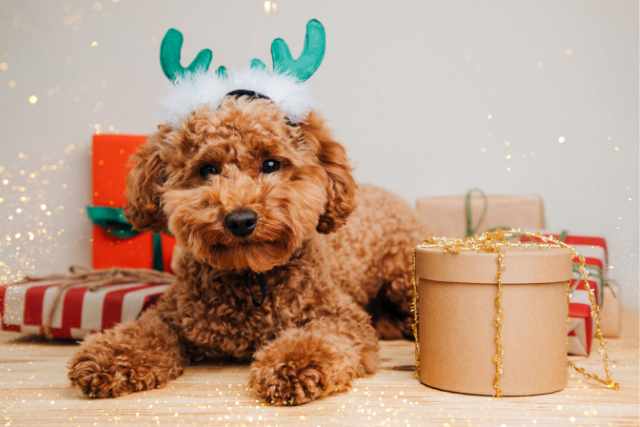 A brown poodle wearing green reindeer antlers sits among wrapped dog Christmas gifts and pet treats on a wooden floor.